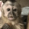 Macaquinhos reagindo🐒👇 6