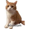 Pikaçu sarıgöt 12