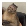 Macaco 🐵 6