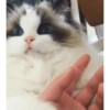 GATOS MICHIS MUY RANDOM 🐈😼🐈‍⬛ 6