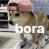 bora