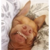 Very Funny 🐾🐾🐾 14