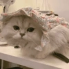🧿Animalitos cute para chat 2 18