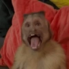 Macaquinhos 🥰 11