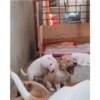 Perritos 😝 6