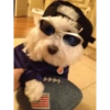 Perritos melitos😜 8