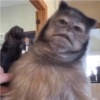 Macacos para chat 13