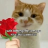 MEME SALTING 14