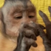 Macaquinhos reagindo🐒👇 14