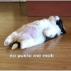 no puelo me moli