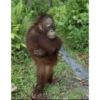 Macaquinhos  9