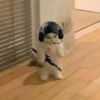 Skin kucing 9
