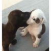 Perritos 😝 9