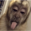 Macaquinhos  8