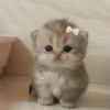 🎀🐱 Los gatitos 🐱🎀 14