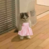 Skin kucing 12