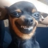 Cute Doggy (3) 16