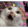 Cat love 15