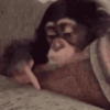 Macaco Polegar para Baixo