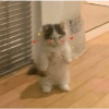 Skin kucing 8