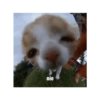 oie