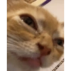 Kucing 27