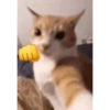 Gatitos melos😜 11