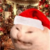 Gatitos cura Depresión🎄 12