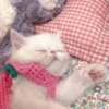 🧿Animalitos cute para chat 2 25