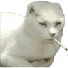 GATOS MICHIS MUY RANDOM 🐈😼🐈‍⬛ 16