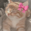🎀🐱 Los gatitos 🐱🎀 12