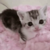 🎀🐱 Los gatitos 🐱🎀 28