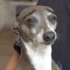 Cute Doggy (3) 10