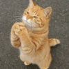 Memes de gatos 13