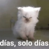 días, solo días