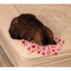 Cat love 16
