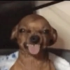 Cute Doggy (3) 15