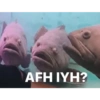 @convonf AFH IYH?