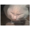 Kuciing  11