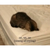 ue, ue, ue (soung of crying)