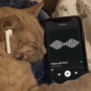 Liked Songs I Wanna Be Yours Arctic Monkeys 0:06 II 2録 @lanadelturner