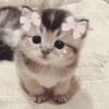 🎀🐱 Los gatitos 🐱🎀 7