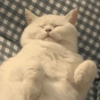 🧿Animalitos cute para chat 2 11