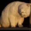 🧿Animalitos cute para chat 2 22