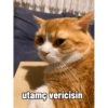 Pikaçu sarıgöt 7