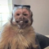 Humores de macaquinhos 18