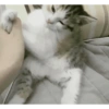 GATOS MICHIS MUY RANDOM 🐈😼🐈‍⬛ 7