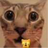 Gatitos Memes😺✨💕6 8