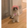 Skin kucing 14