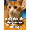Pikaçu sarıgöt 5